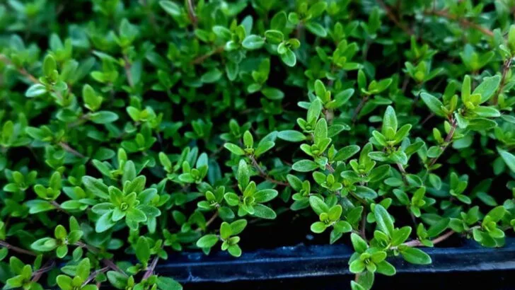 10 Herbs That Repel Pests Naturally (And 5 That Attract Beneficial Insects)
