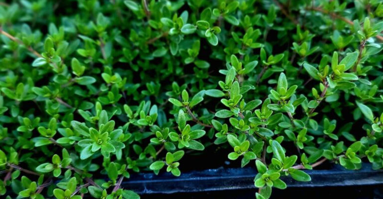 10 Herbs That Repel Pests Naturally (And 5 That Attract Beneficial Insects)