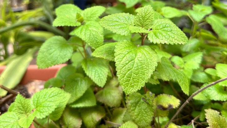 10 Herbs That Take Over Small Spaces (And 10 That Behave Beautifully)
