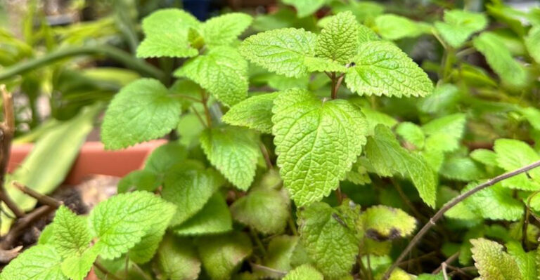 10 Herbs That Take Over Small Spaces (And 10 That Behave Beautifully)