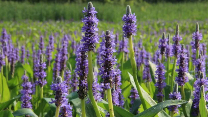 10 Invasive Plants That Spread Like Wildfire (And 10 Safe Alternatives)