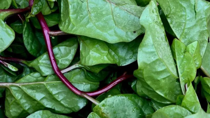 10 Leafy Greens That Tolerate Heat (And 6 That Quickly Bolt in Summer)