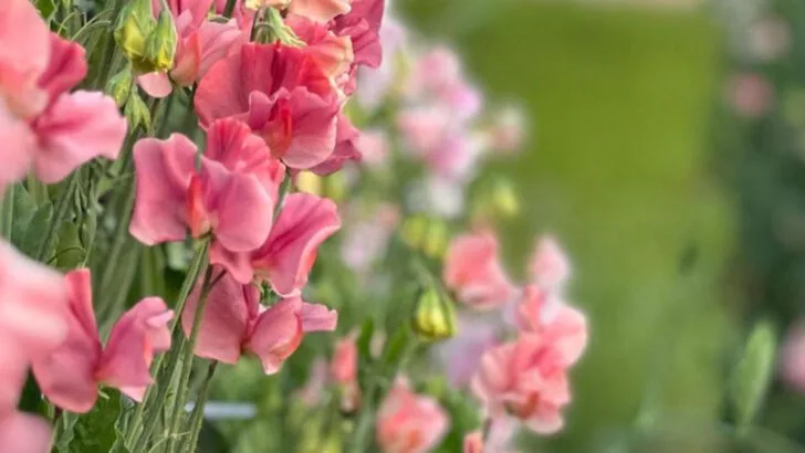 10 Old-Fashioned Blooms That Are Back in Style and 8 You’ll Want to Plant This Week