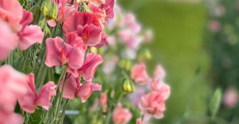 10 Old-Fashioned Blooms That Are Back in Style and 8 You’ll Want to Plant This Week