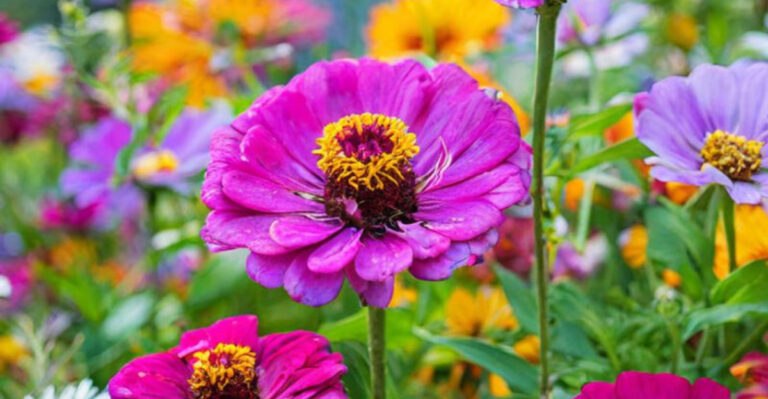 10 Plants That Attract Butterflies and 7 That Bring Hummingbirds