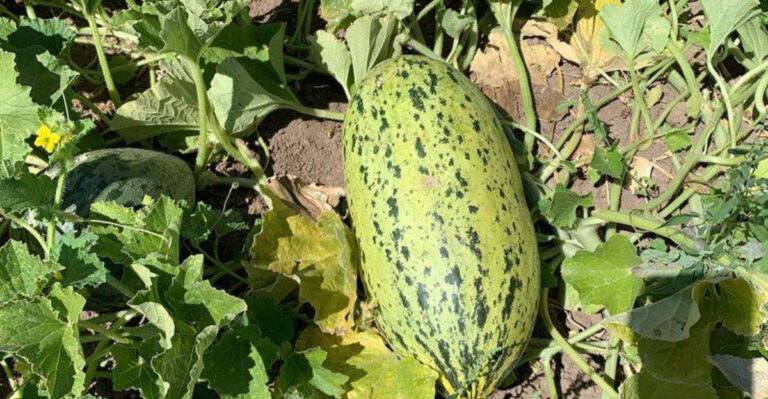 10 Summer Veggies That Practically Grow Themselves and 7 That Are Total Divas