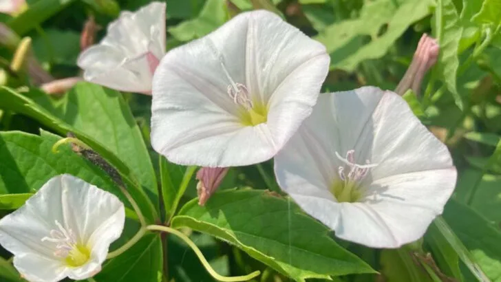 10 Weeds That Are Annoying and 9 That Are Basically Free Herbs