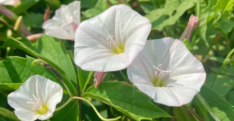 10 Weeds That Are Annoying and 9 That Are Basically Free Herbs