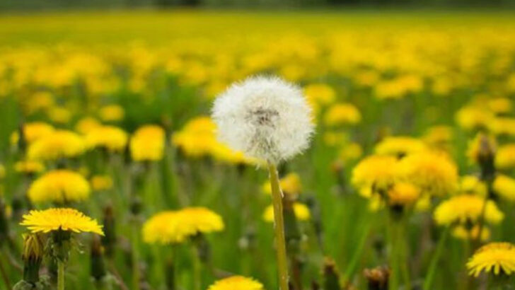 10 Wild Plants That Can Take Over Your Yard (And 10 Worth Keeping)