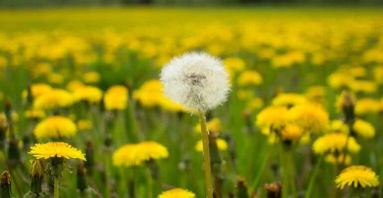10 Wild Plants That Can Take Over Your Yard (And 10 Worth Keeping)