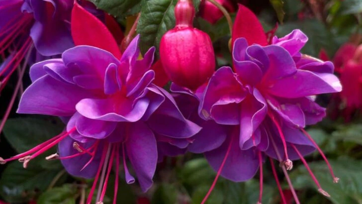 11 Beautiful Plants You Can Grow from Cuttings (and 11 That Are Perfect for Beginners)