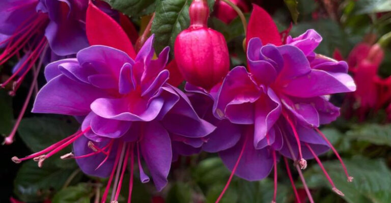 11 Beautiful Plants You Can Grow from Cuttings (and 11 That Are Perfect for Beginners)