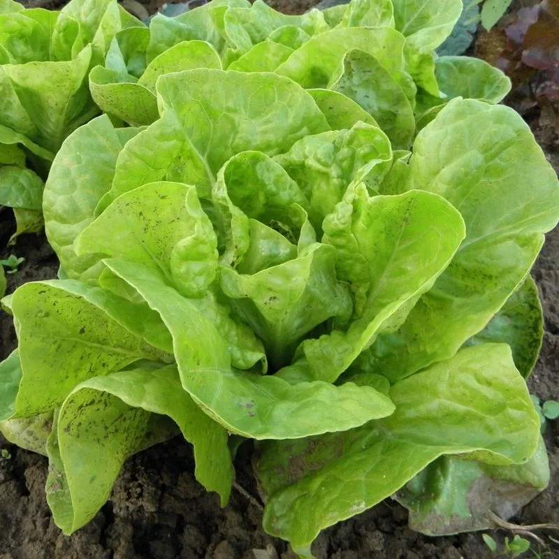 Lettuce (Looseleaf and Romaine)