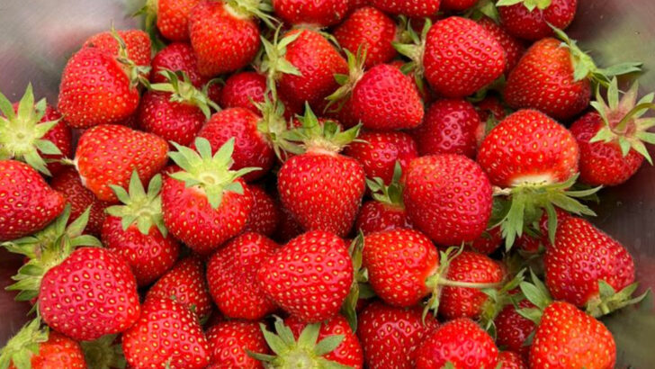12 Easy Edible Plants for Beginners and 9 That Taste Better Homegrown