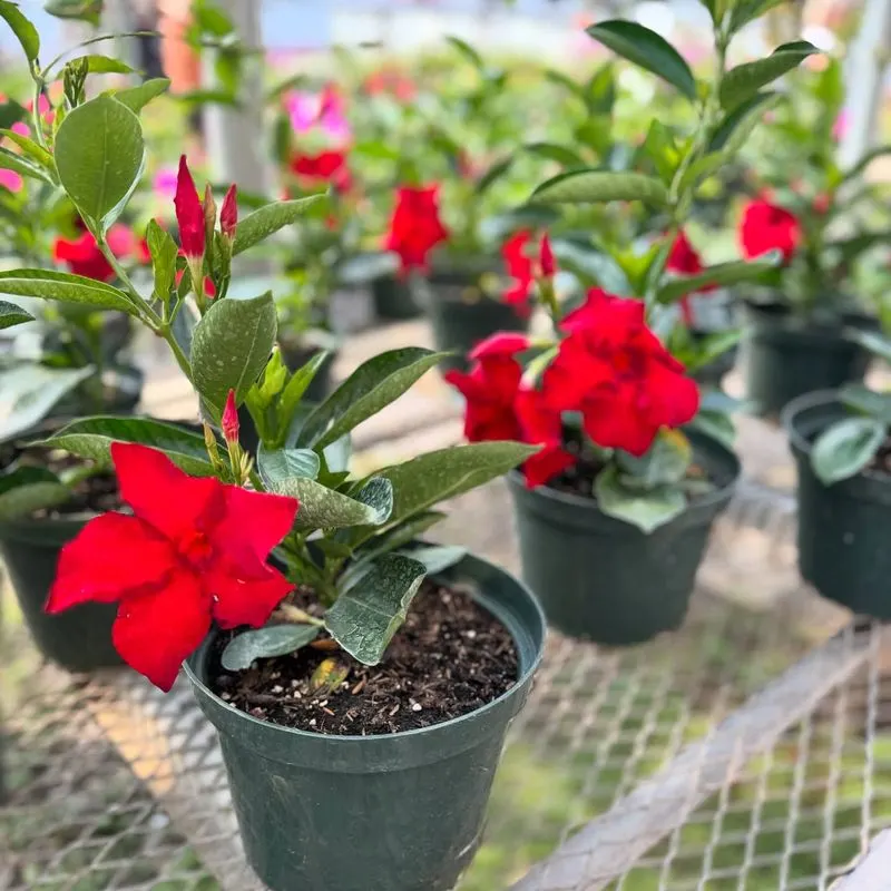Geranium (Pelargonium)