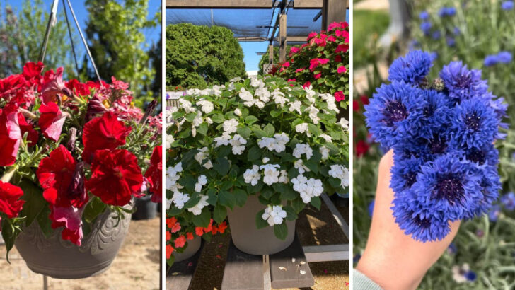 12 Red, White, and Blue Flowers That Scream 4th of July and 6 That Attract All the Right Attention