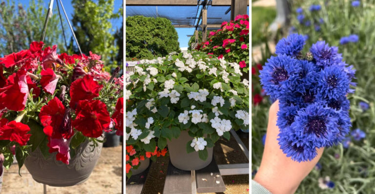 12 Red, White, and Blue Flowers That Scream 4th of July and 6 That Attract All the Right Attention