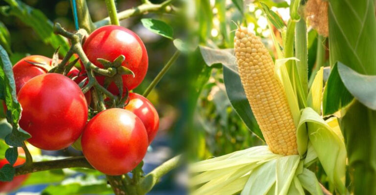 12 Companion Plants That Help Your Vegetables Thrive (And 6 That Shouldn’t Be Planted Together)