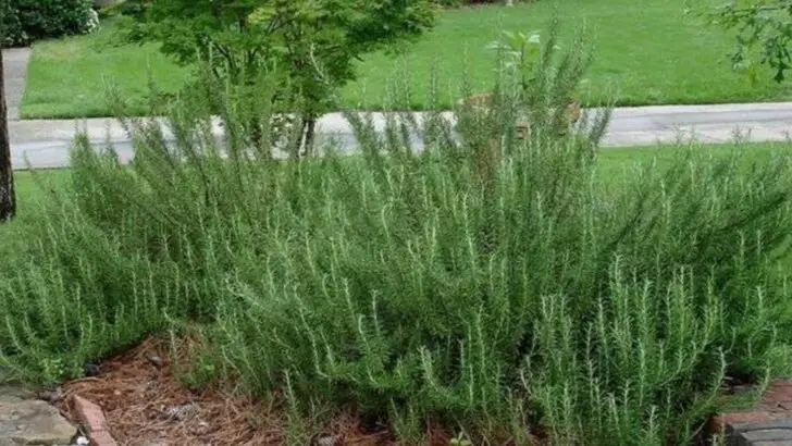 12 Herbs That Can Handle Dry Spells (And 5 That Need Consistent Watering)