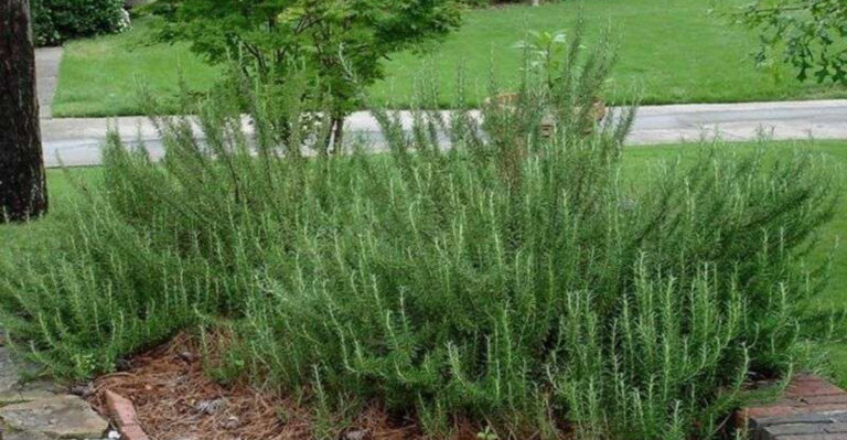12 Herbs That Can Handle Dry Spells (And 5 That Need Consistent Watering)