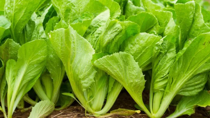 12 Leafy Greens That Tolerate Heat (And 8 That Quickly Bolt in Summer)