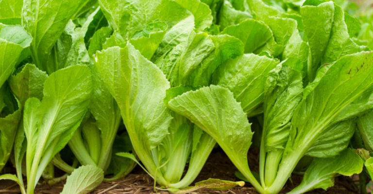 12 Leafy Greens That Tolerate Heat (And 8 That Quickly Bolt in Summer)