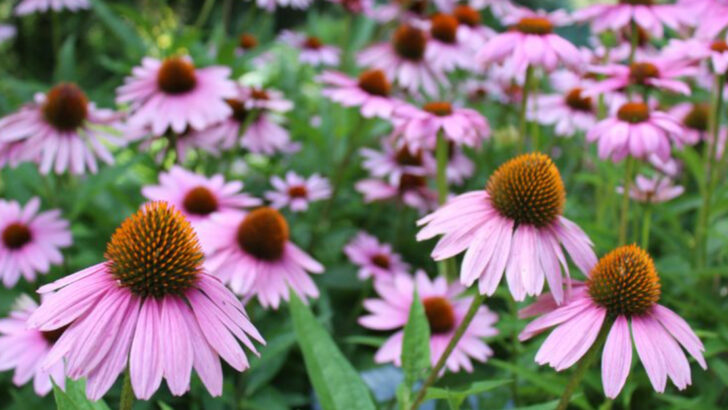 12 Low-Maintenance Flowers That Practically Care for Themselves