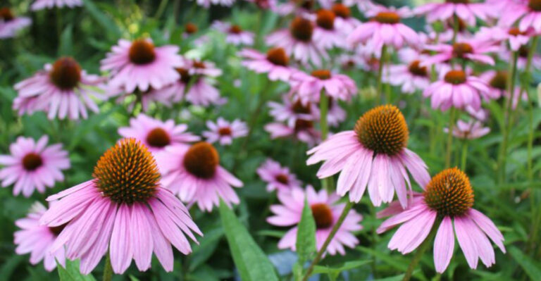 12 Low-Maintenance Flowers That Practically Care for Themselves