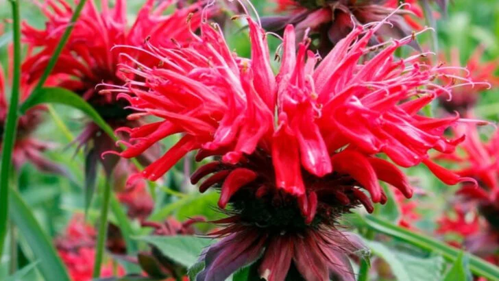 12 Perennials That Can Handle Clay Soil (And 6 That Won’t Survive It)