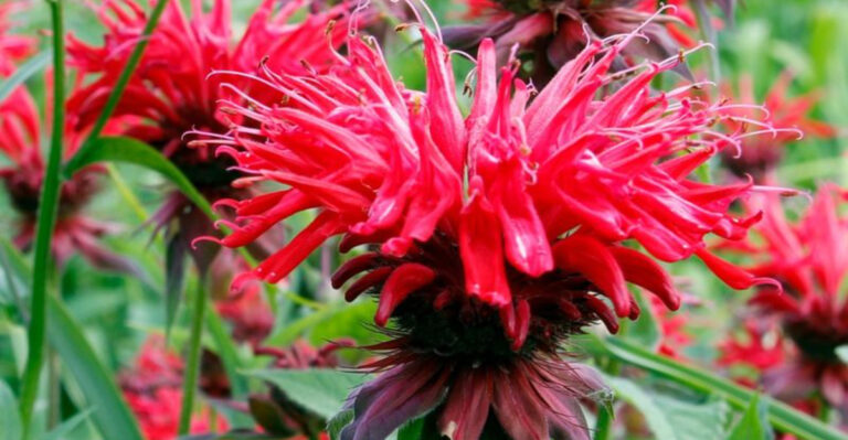 12 Perennials That Can Handle Clay Soil (And 6 That Won’t Survive It)
