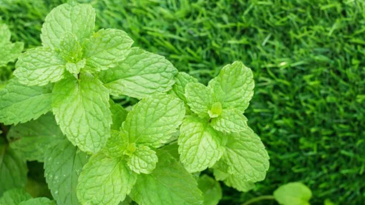 12 Self-Seeding Plants to Avoid (And 12 You Can Trust Not to Go Rogue)
