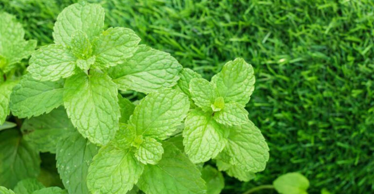 12 Self-Seeding Plants to Avoid (And 12 You Can Trust Not to Go Rogue)