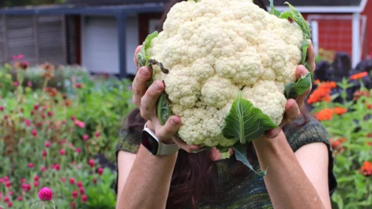 12 Summer Veggies That Bolt Too Soon and 6 That Wait Patiently