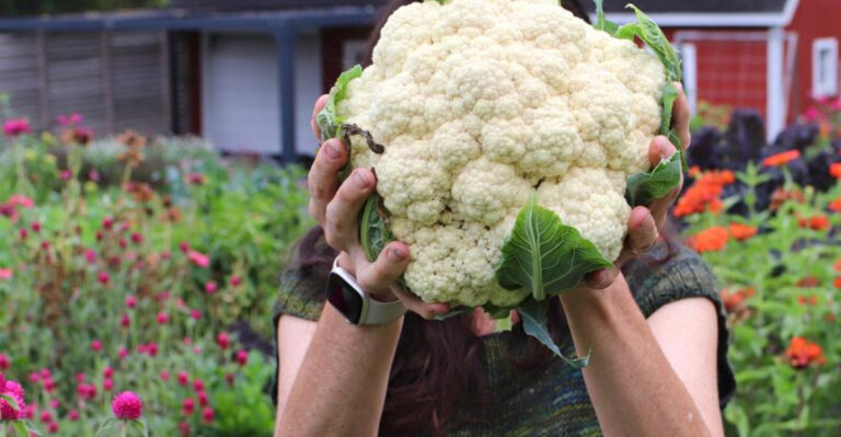 12 Summer Veggies That Bolt Too Soon and 6 That Wait Patiently