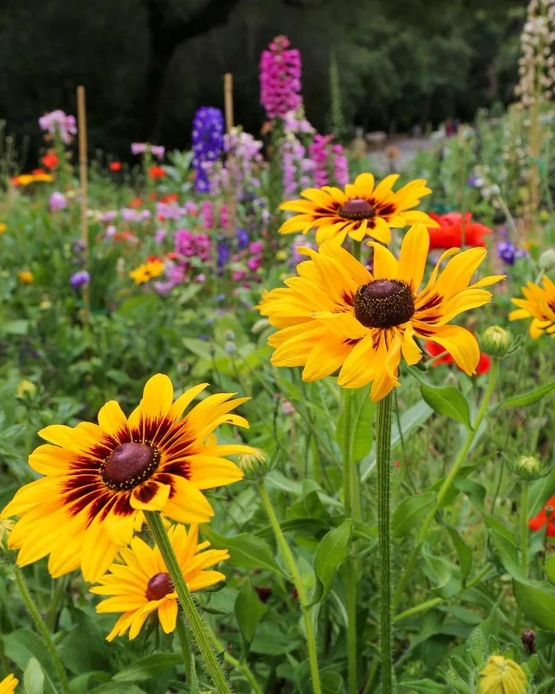 Black-Eyed Susan (Rudbeckia)