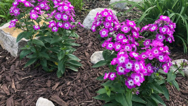 13 Perennials That Brighten Your Garden All Season and 7 That Disappear by Mid-Summer