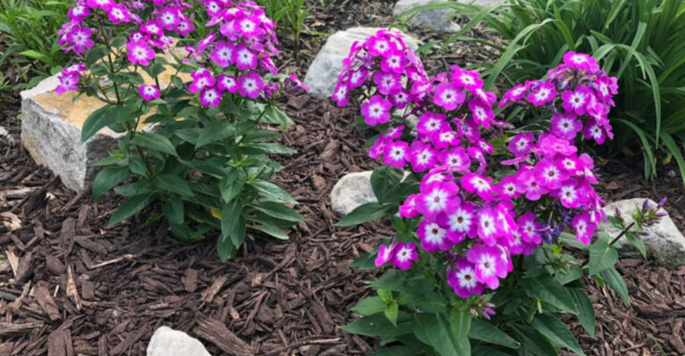 13 Perennials That Brighten Your Garden All Season and 7 That Disappear by Mid-Summer