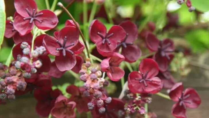 13 Climbing Plants Perfect for Shade (And 6 That Need Full Exposure)