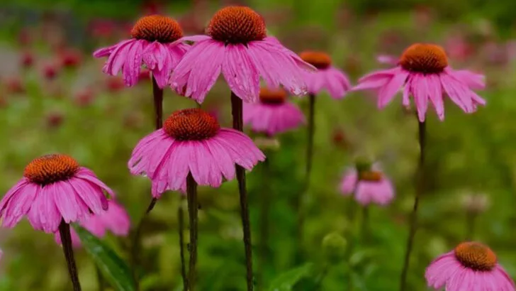 13 Drought-Tolerant Plants That Keep Blooming (And 7 That Need Consistent Watering)