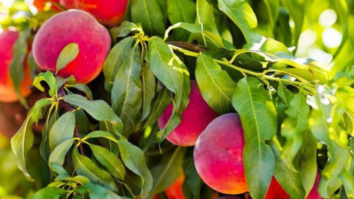 13 Easy Fruit Trees and 7 That Struggle Without a Greenhouse