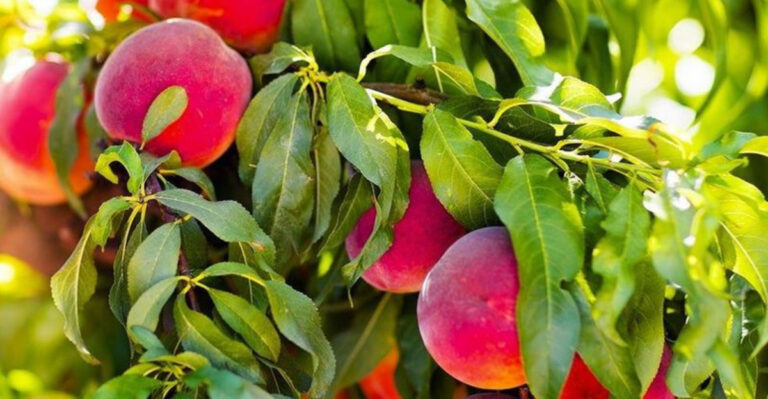 13 Easy Fruit Trees and 7 That Struggle Without a Greenhouse