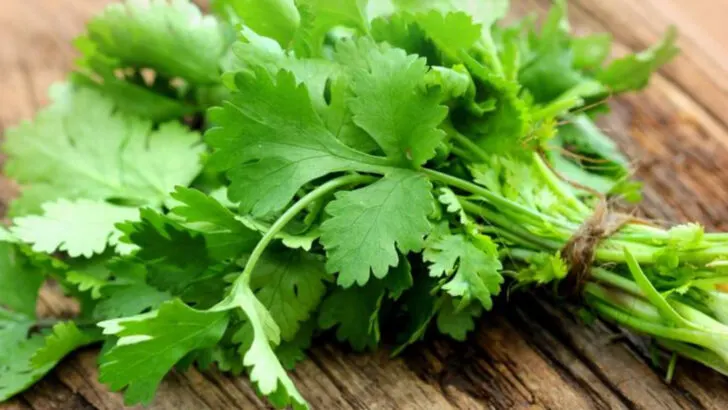 13 Shade-Tolerant Herbs for Patios and Balconies (And 6 That Need Full Sun)