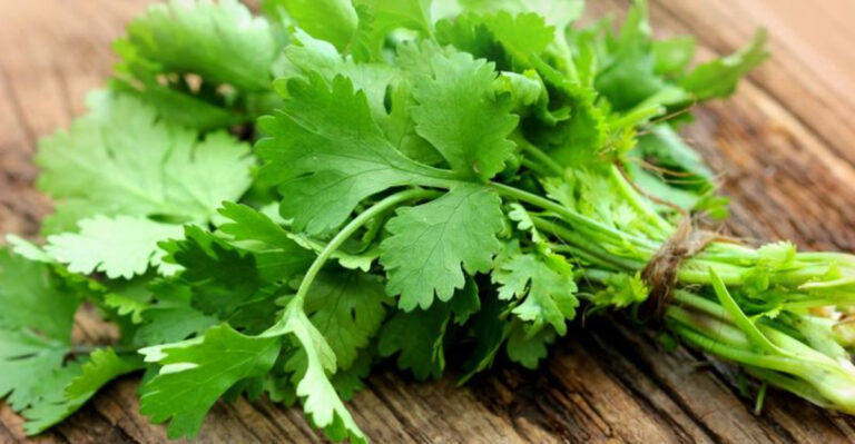 13 Shade-Tolerant Herbs for Patios and Balconies (And 6 That Need Full Sun)