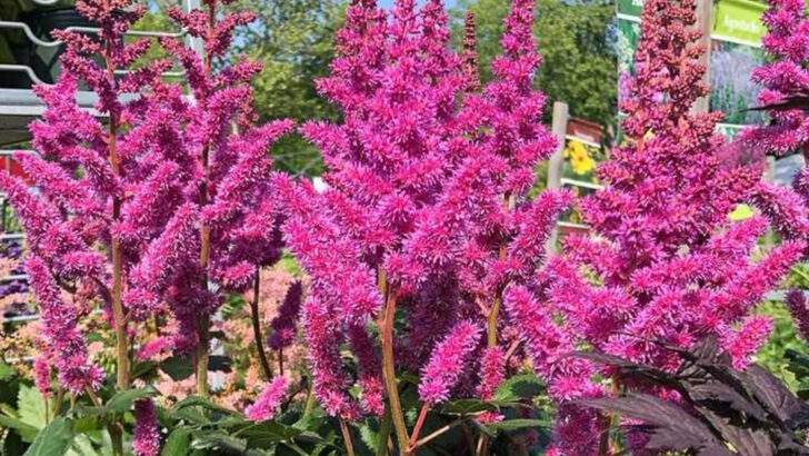 14 Flowers That Love Shade (And 6 That Won’t Bloom Without Sun)