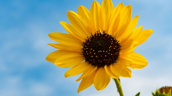14 Seasonal Flowers to Plant This Summer