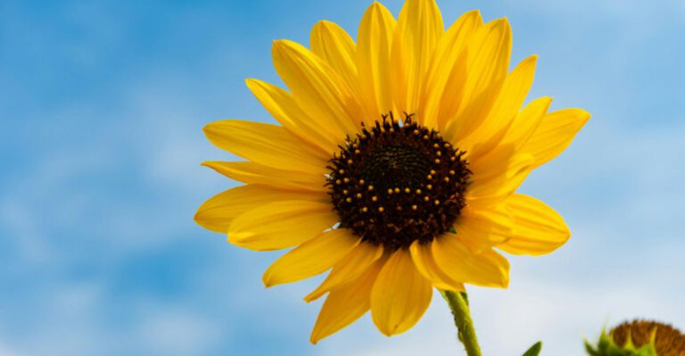14 Seasonal Flowers to Plant This Summer