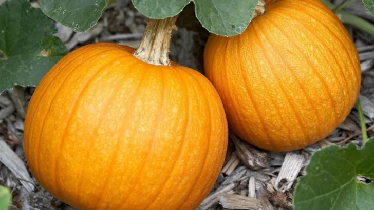 14 Vegetables That Grow Vertically (And 6 That Spread Out Too Much)