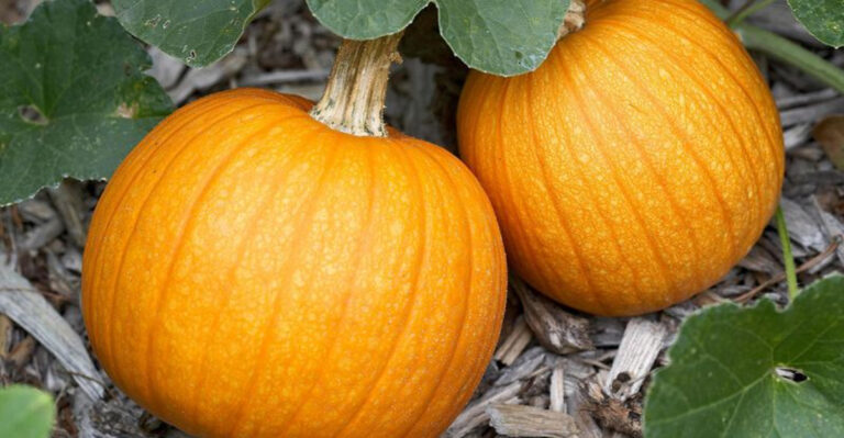 14 Vegetables That Grow Vertically (And 6 That Spread Out Too Much)