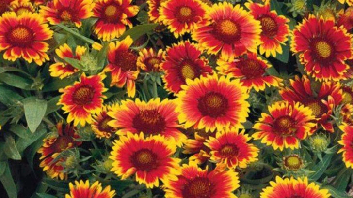 15 Breath-taking Perennial Flowers That Keep Coming Back Year After Year