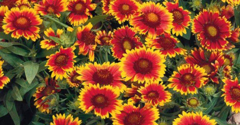 15 Breath-taking Perennial Flowers That Keep Coming Back Year After Year